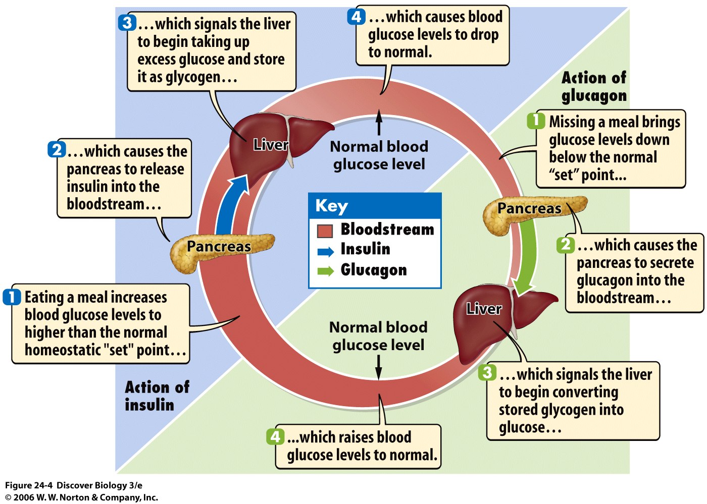 low-blood-glucose-tired-6dpo-how-hormones-control-blood-sugar-levels